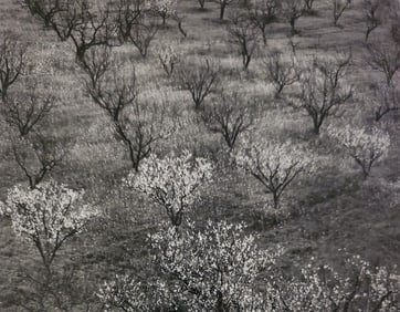 Ansel Adams, Orchard, Early Spring, Portola Valley, California, C. 1953