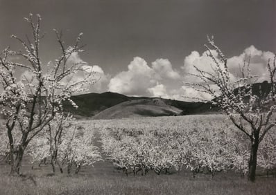Ansel Adams, Orchard, Santa Clara, California, C. 1954