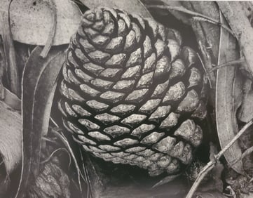 Ansel Adams, Pine Cone and Eucalyptus Leaves, San Francisco, Califonia, 1932