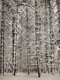 Ansel Adams, Pine Forest in Snow, Yosemite National Park, California, 1933