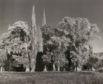 Ansel Adams, Poplars and Cottonwood Trees, Owens Valley, California, C. 1939