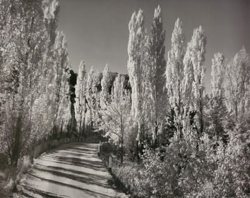 Ansel Adams, Poplars, Autumn, Ownes Valley Road, California, C. 1939