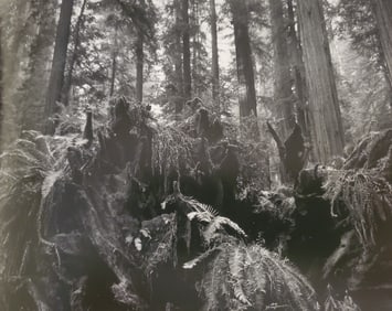 Ansel Adams, Redwoods Stump and Ferns, Rockefeller Grove, California, 1964