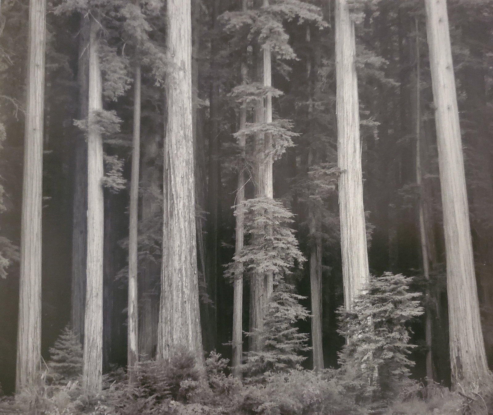 Ansel Adams, Redwoods, Bull Creek Flat, Northern California, 1960 (1 of 1)