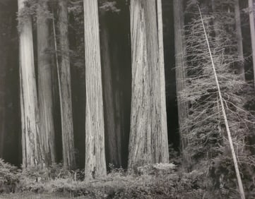Ansel Adams, Redwoods, Bull Creek Flat, Northern California, 1960