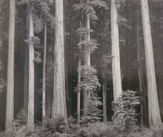 Ansel Adams, Redwoods, Bull Creek Flat, Northern California, 1960