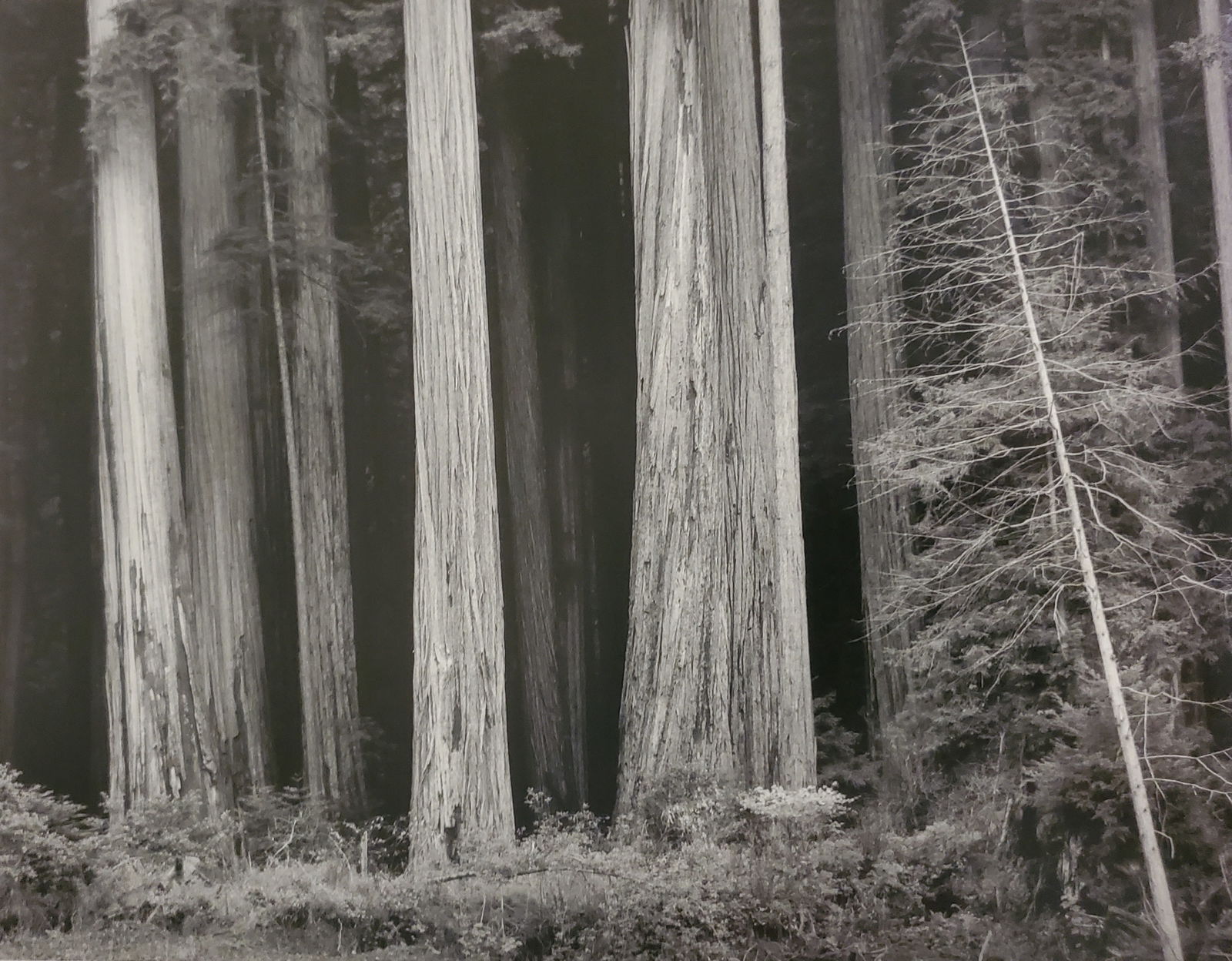 Ansel Adams, Redwoods, Bull Creek Flat, Northern California, 1960 (1 of 1)