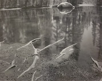 Ansel Adams, Roots and pool Near Tenaya Lake, Yosemite National Park, California, 1955