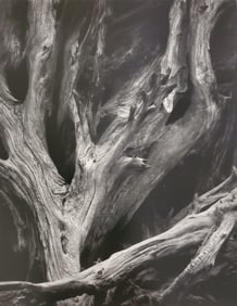 Ansel Adams, Sequoia Roots, Mariposa Grove, Yosemite National Park, California, C. 1950