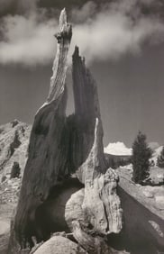 Ansel Adams, Stump and Clouds, Near Young Lakes, Yosemite National Park, California, c. 1945