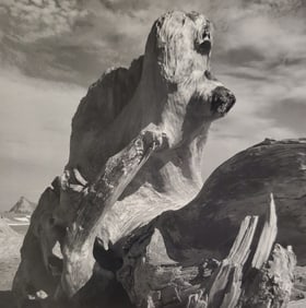 Ansel Adams, Stump, Trinidad Head, Northern California, 1966