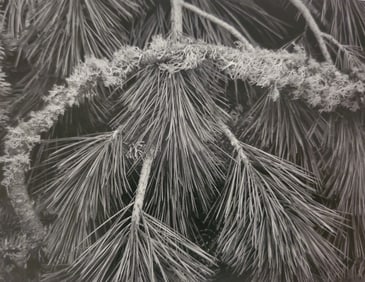 Ansel Adams, Sugarpine Boughs and Lichen, Yosemite National Park, California, 1962