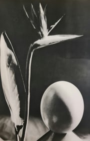Man Ray (1890-1976), 'Plant Abstract