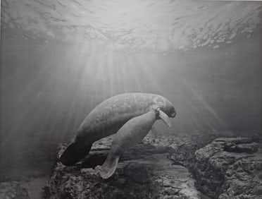 Hiroshi Sugimoto, Manatee, 1994