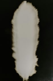 Hiroshi Sugimoto, In Praise of shadows, 980729