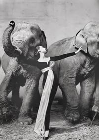 Richard Avedon, Dovima with elephants, Evening dress by Dior, Cirque d'Hiver, Paris, 1955