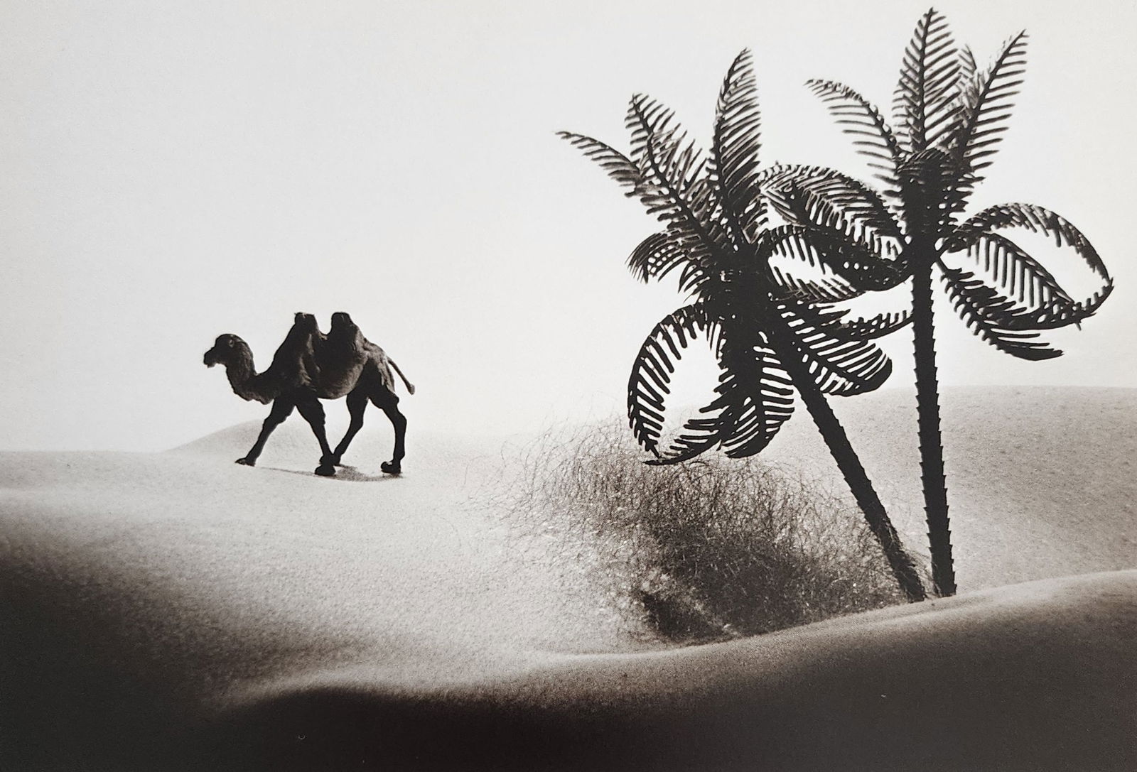 Allan Teger 'Bodyscapes I' 1995: Artist/Photographer: Allan I. Teger Title/Subject: Bodyscapes Type Of Print: Authentic Sheet Fed Photogravure/Heliogravure. Date Of Print: 2012 Paper: Medium weight, satin/matte finish. Print Origin: