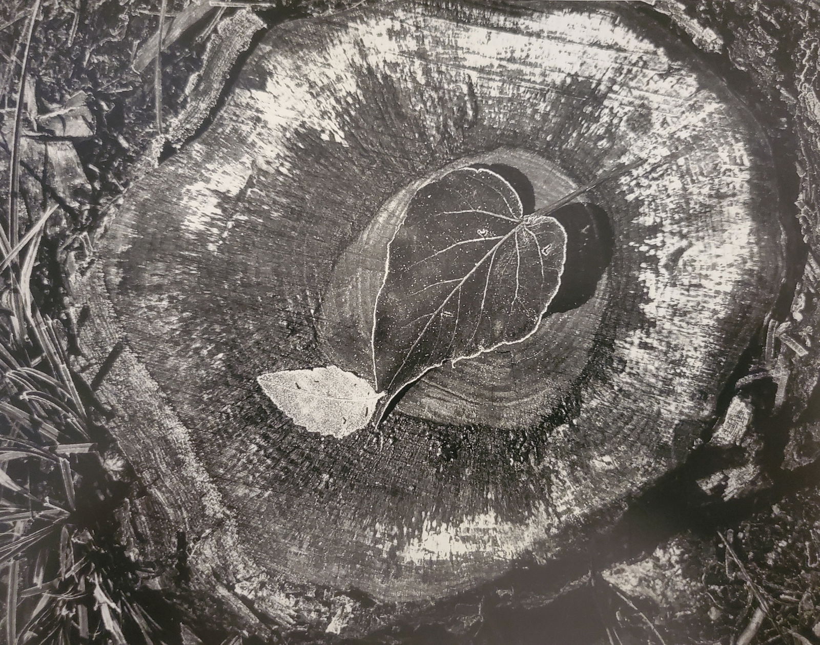 Ansel Adams, America's Nature, 2007 (1 of 1)