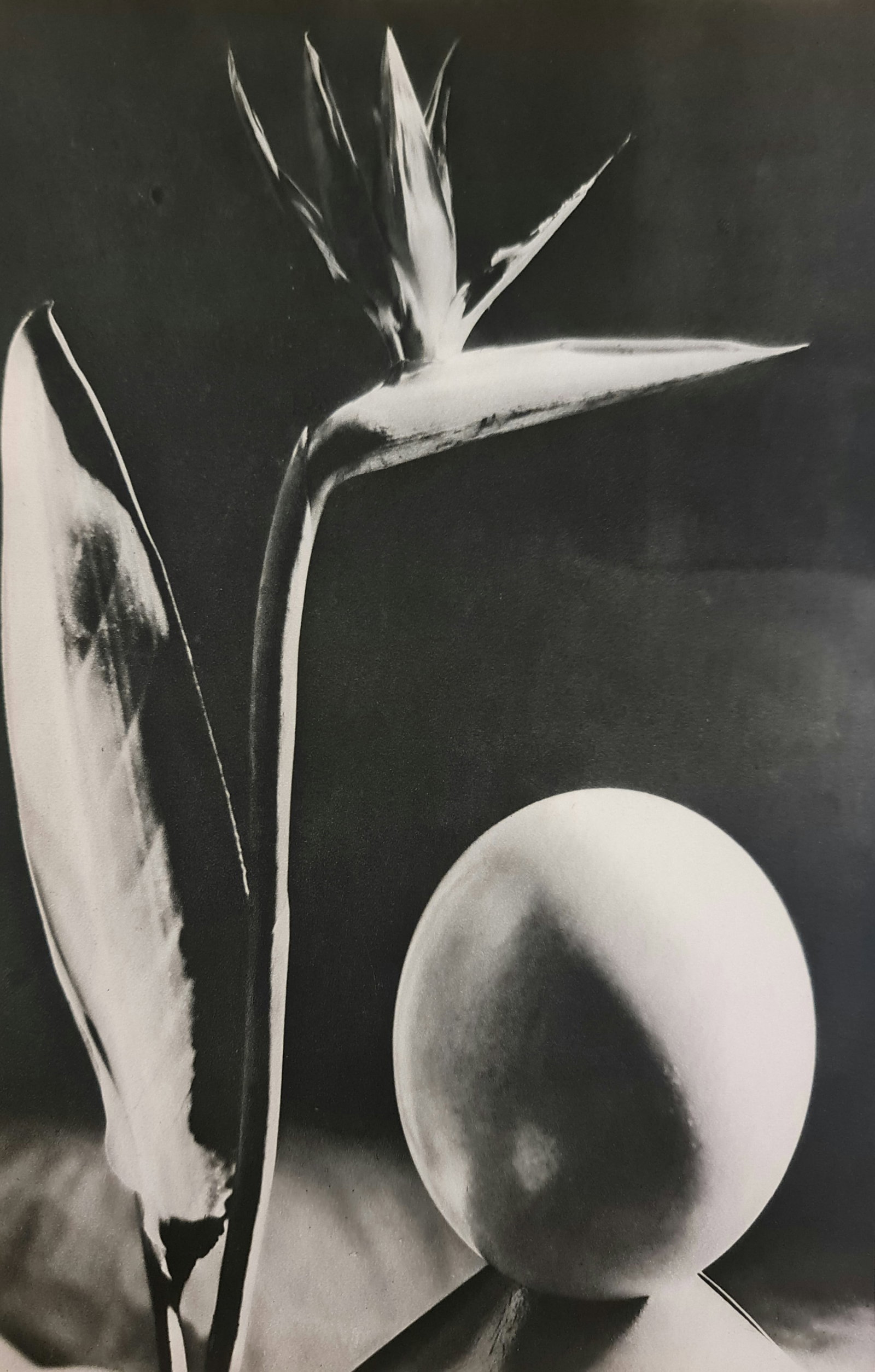 Man Ray (1890-1976), 'Plant Abstract: Photographer: Man Ray (American born, 1890 - 1976) - Considered one of the most influential artists of the 20th century Man Ray lived most of his life in Paris, France. Best described as a modernist,