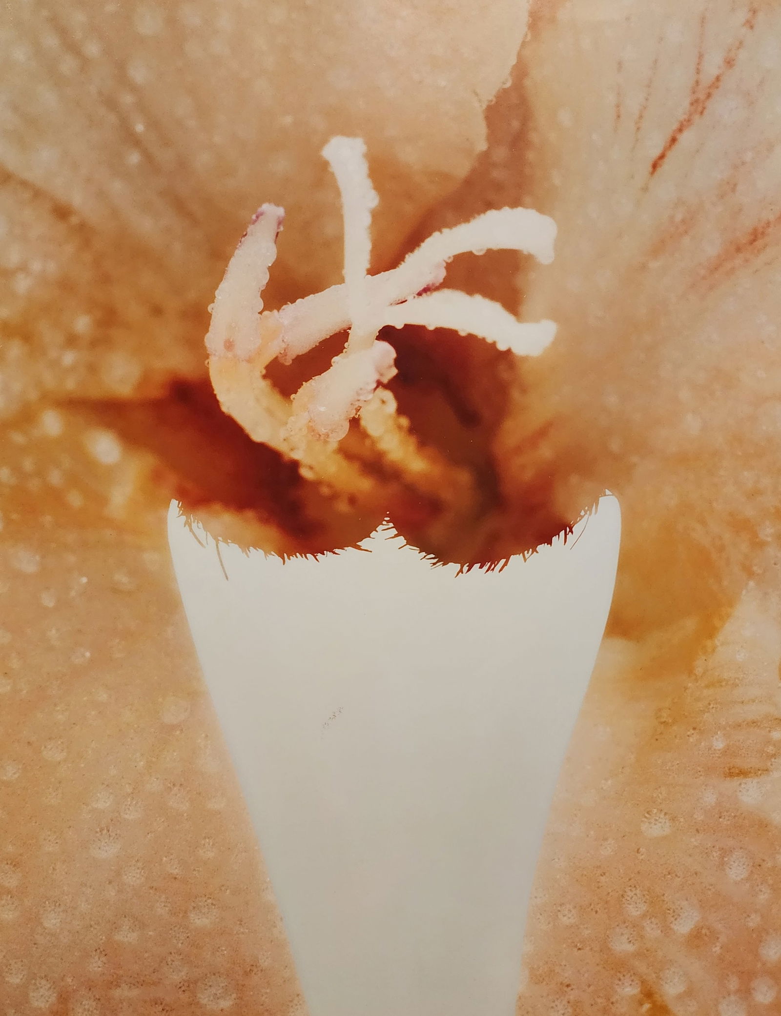 Rankin, Celebrities Exposed, 2009 (1 of 1)