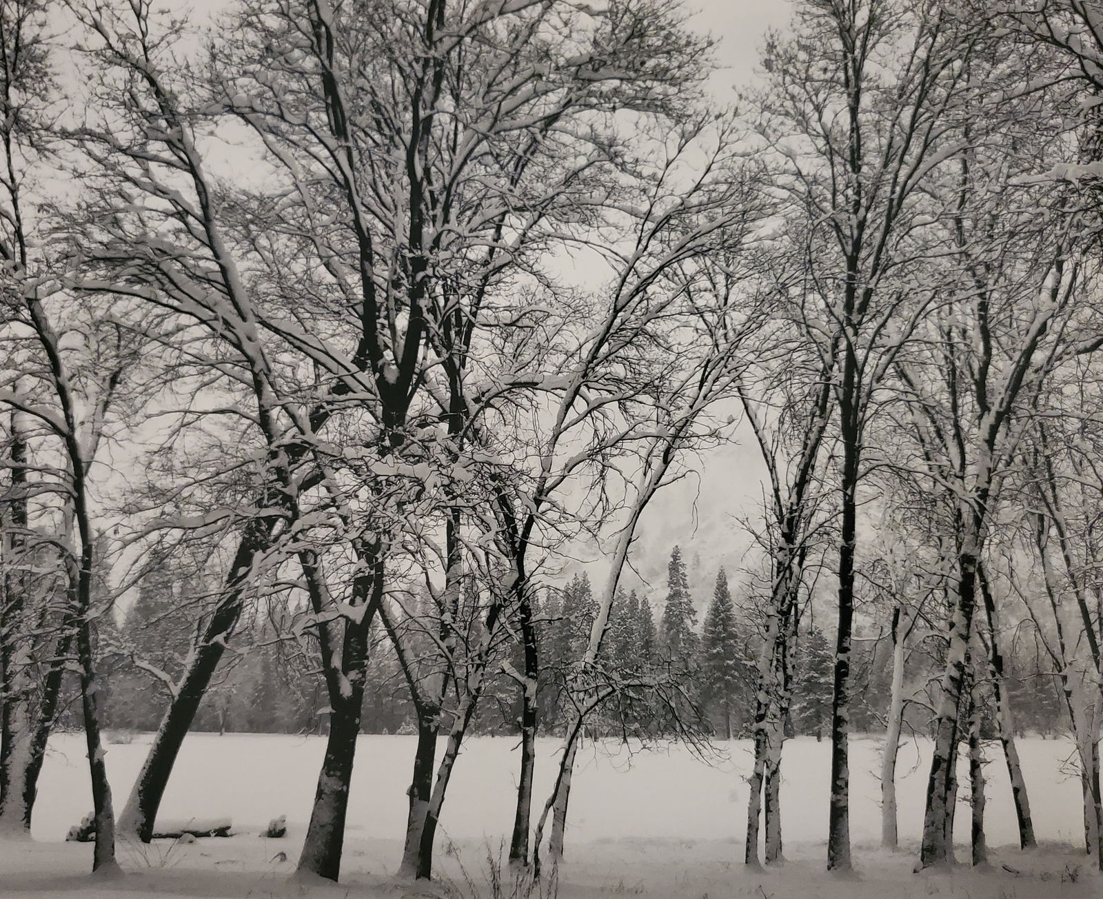 Ansel Adams, America's Nature, 2007: Photographer: Ansel Adams (American, 1902 - 1984) - Internationally renowned American photographer. One of the most influential artists in photographic history. Title: "America's Nature" Type Of Print