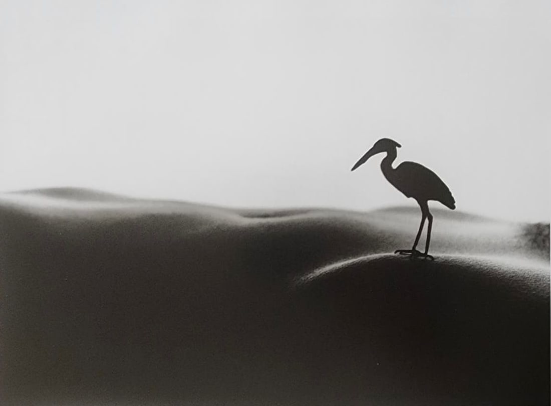 Allan Teger 'Bodyscapes' 2012: Artist/Photographer: Allan I. Teger Title/Subject: Bodyscapes Type Of Print: Authentic Sheet Fed Photogravure/Heliogravure. Date Of Print: 2012 Paper: Medium weight, satin/matte finish. Print Origin: 