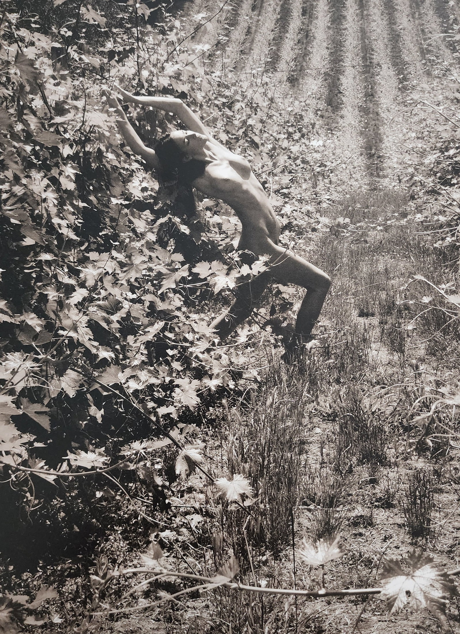 Peter Hegre 'Tuscany Nudes' (2009) (1 of 1)