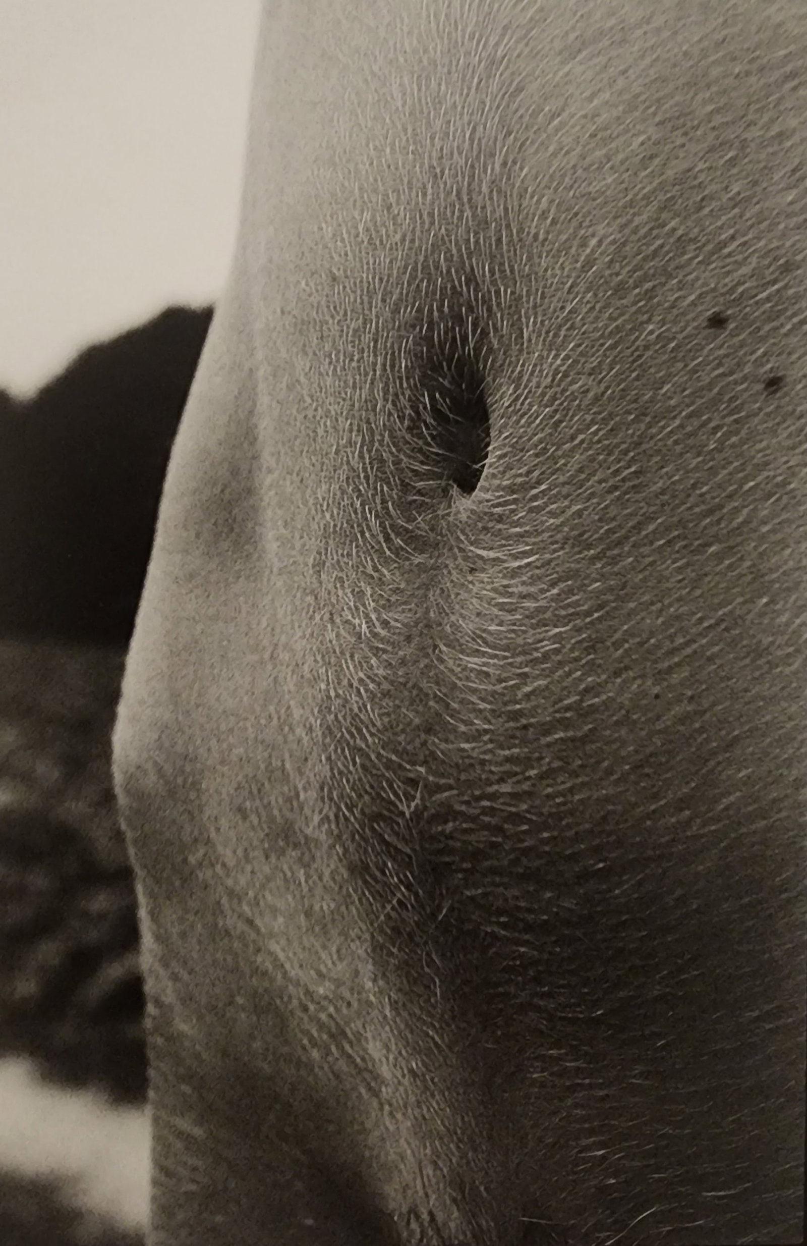 Pascal Baetens 'Heavenly Beauties' (2010): Artist/Photographer: Pascal Baetens Title/Subject: Heavenly Beauties Type Of Print: Authentic Sheet Fed Photogravure/Heliogravure. Date Of Print: 2010 Paper: Medium weight, satin/matte finish. Print O