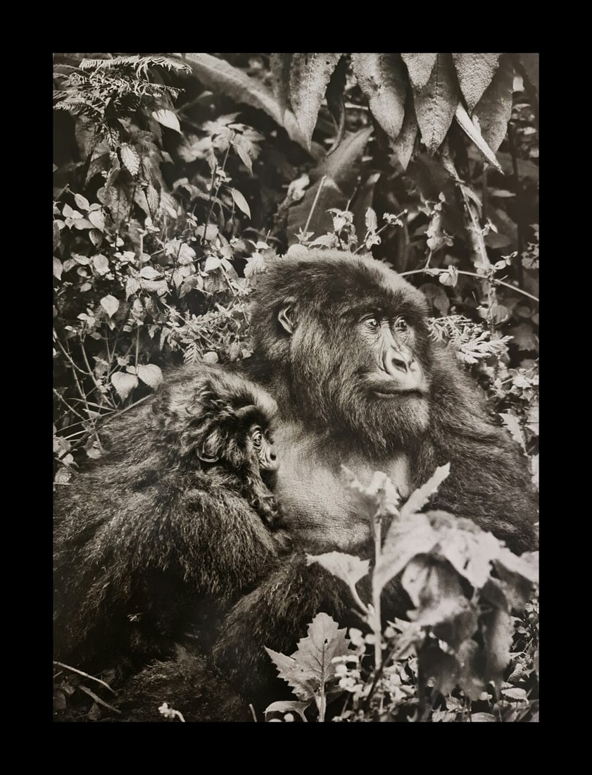 Sebastiao Salgado, Mountain Gorilla, Rwanda, 2004 (1 of 1)