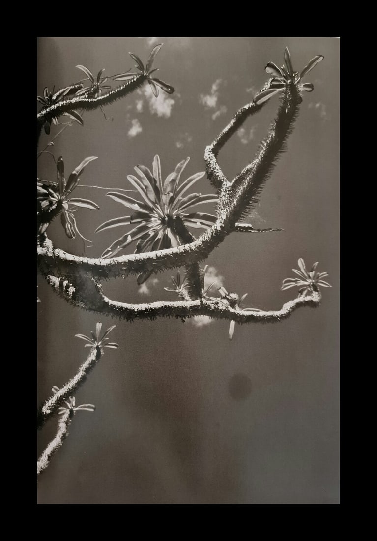 Sebastiao Salgado, Pachypodium plant in Andohahela National Park, Madagascar, 2010: Photographer: Sebastiao Ribeiro Salgado Junior is a Brazilian social documentary photographer and photojournalist. He has traveled to over 120 countries for his photographic projects. Most of these ha