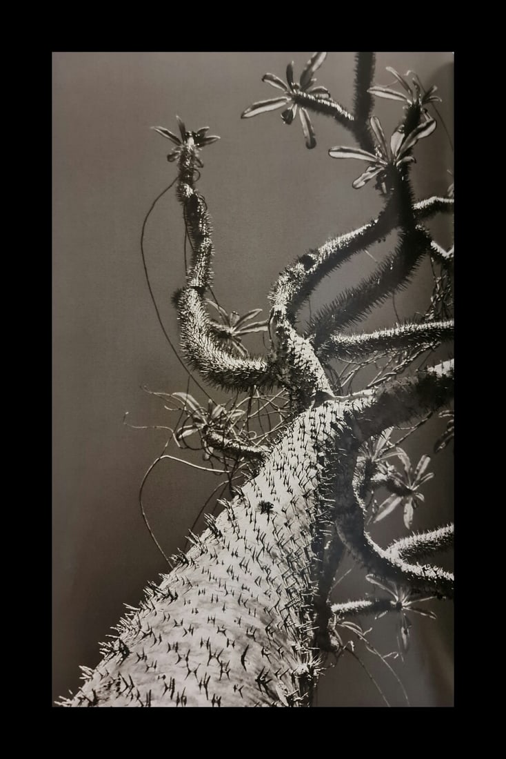 Sebastiao Salgado, Pachypodium plant in Andohahela National Park, Madagascar, 2010: Photographer: Sebastiao Ribeiro Salgado Junior is a Brazilian social documentary photographer and photojournalist. He has traveled to over 120 countries for his photographic projects. Most of these ha