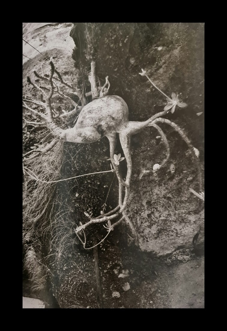 Sebastiao Salgado, Pachypodium plant in the Makay range, Madagascar, 2010 (1 of 1)