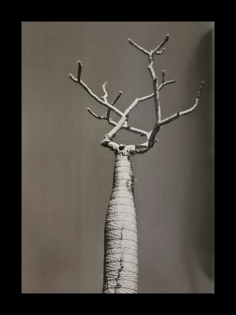 Sebastiao Salgado, Pachypodium plant, Madagascar: Photographer: Sebastiao Ribeiro Salgado Junior is a Brazilian social documentary photographer and photojournalist. He has traveled to over 120 countries for his photographic projects. Most of these ha