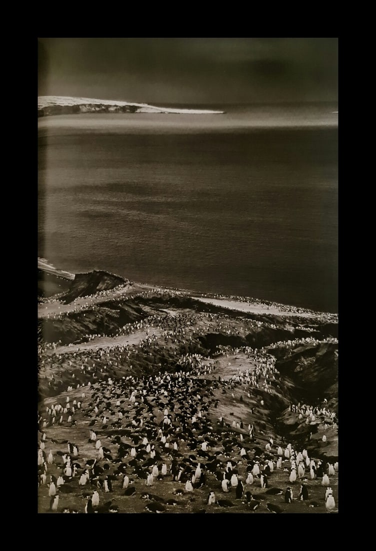 Sebastiao Salgado, Penguins at Saunders Island, South Sandwich Islands, 2009 (1 of 1)