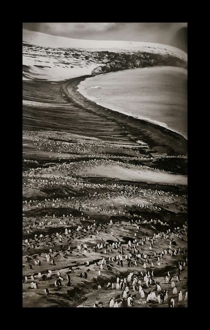 Sebastiao Salgado, Penguins at Saunders Island, South Sandwich Islands, 2009 (1 of 1)