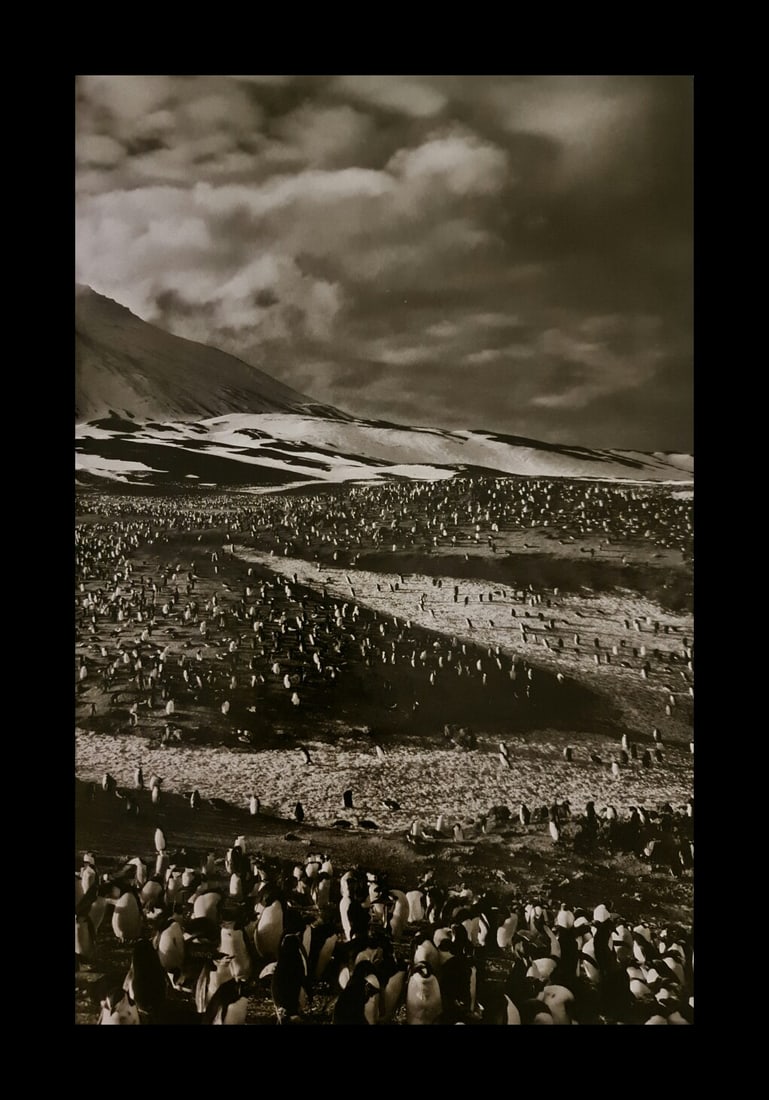 Sebastiao Salgado, Penguins at Zavodovski Island, 2009 (1 of 1)