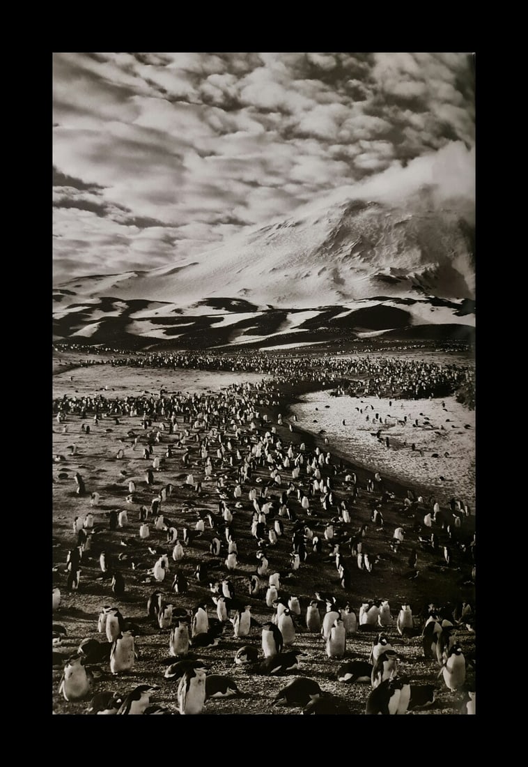 Sebastiao Salgado, Penguins at Zavodovski Island, 2009 (1 of 1)