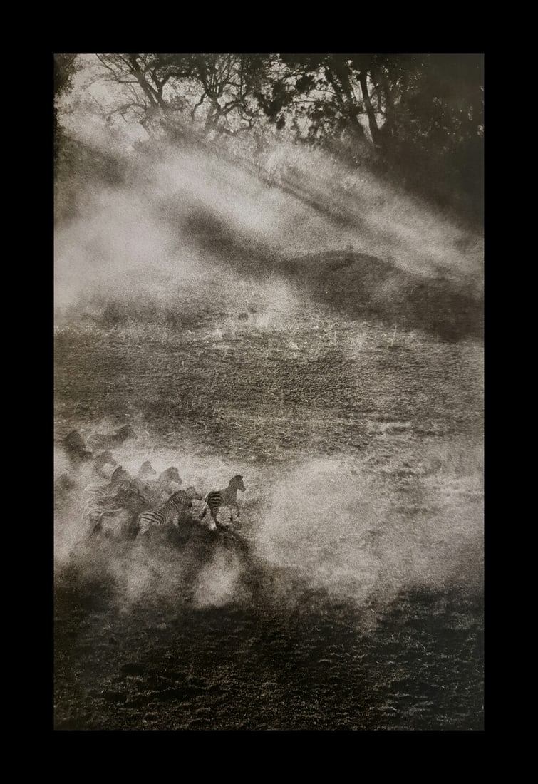 Sebastiao Salgado, Plains zebras, Okavanga Delta, Botswana, 2007 (1 of 1)