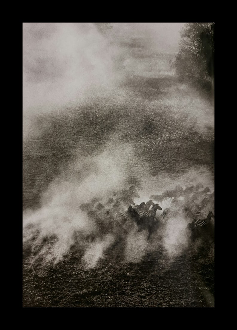 Sebastiao Salgado, Plains zebras, Okavanga Delta, Botswana, 2007 (1 of 1)