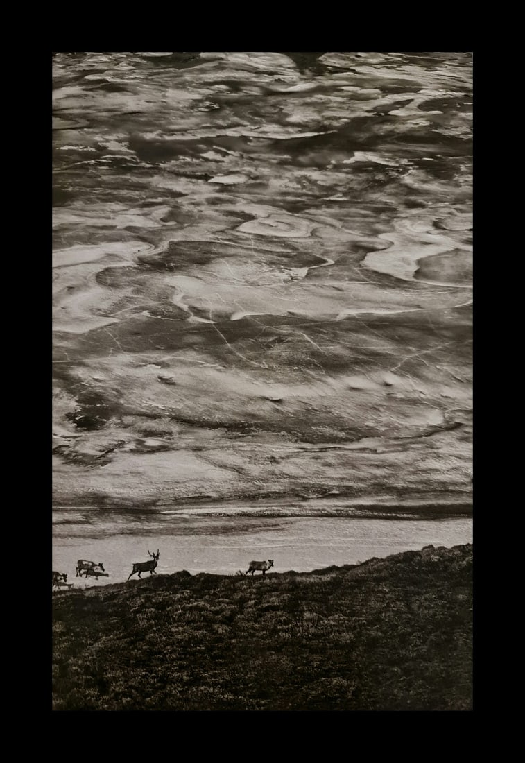 Sebastiao Salgado, Porcupine carribous at Brooks Range, Alaska, 2009 (1 of 1)