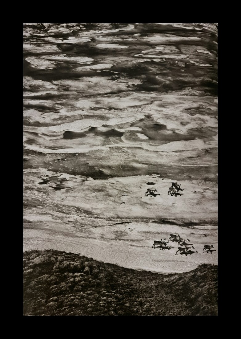 Sebastiao Salgado, Porcupine carribous, Brooks Range, Alaska, USA, 2009 (1 of 1)