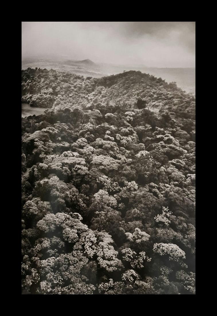 Sebastiao Salgado, Rainforest in Amber Mountain National Park, Madagascar, 2010 (1 of 1)