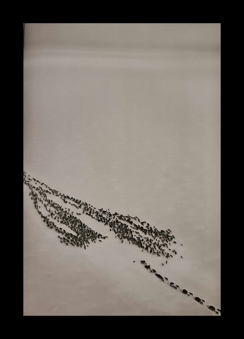 Sebastiao Salgado, Reindeer crossing the Ob River, Siberia, Russia, 2011 (1 of 1)