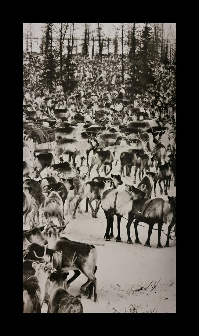 Sebastiao Salgado, Reindeer, Siberia, Russia, 2011 (1 of 1)