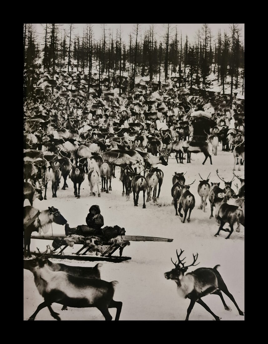 Sebastiao Salgado, Reindeer, Siberia, Russia, 2011 (1 of 1)
