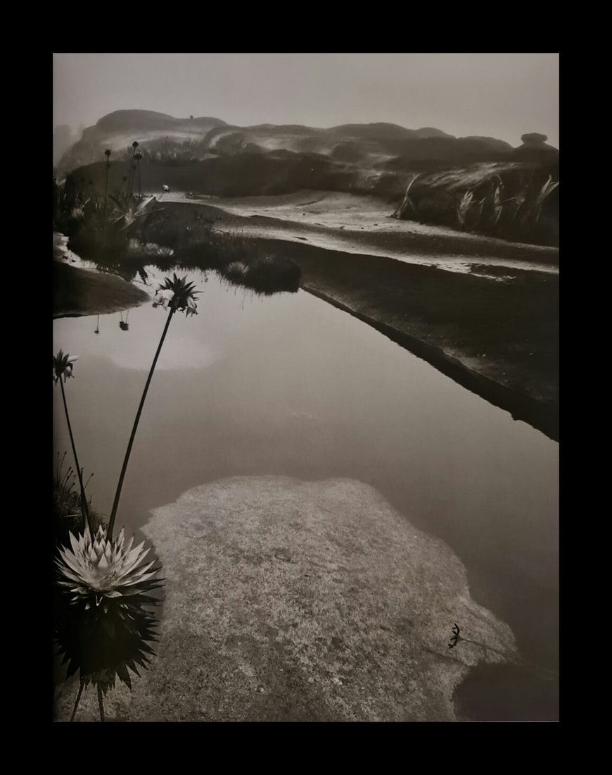 Sebastiao Salgado, Roraima Tepui plant, Venezuela, 2006: Photographer: Sebastiao Ribeiro Salgado Junior is a Brazilian social documentary photographer and photojournalist. He has traveled to over 120 countries for his photographic projects. Most of these ha