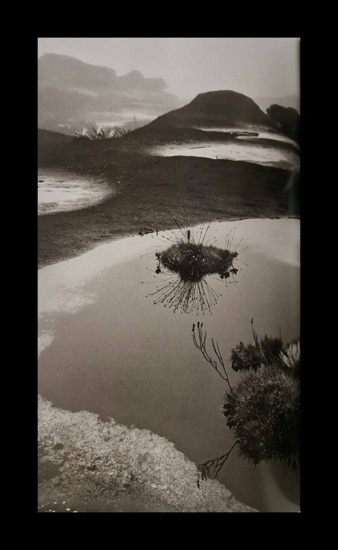 Sebastiao Salgado, Roraima Tepui plant, Venezuela, 2006: Photographer: Sebastiao Ribeiro Salgado Junior is a Brazilian social documentary photographer and photojournalist. He has traveled to over 120 countries for his photographic projects. Most of these ha