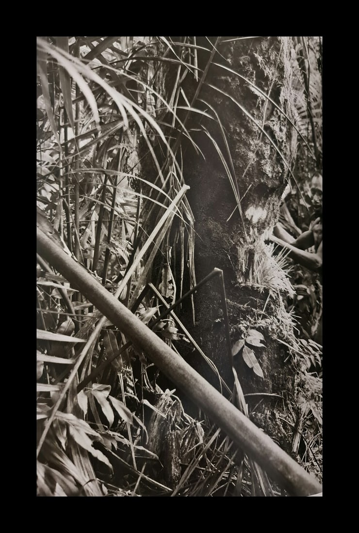 Sebastiao Salgado, Sago tree, West Papua, Indonesia, 2010 (1 of 1)