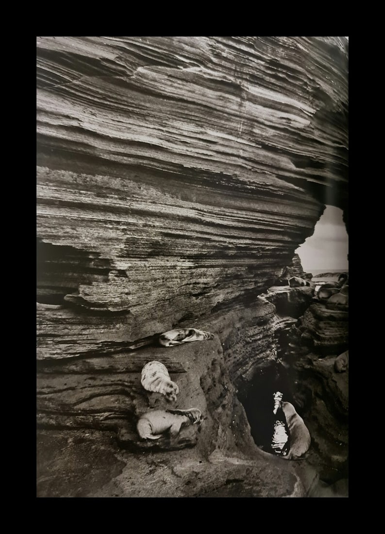 Sebastiao Salgado, Sea Lions at Punta Epinoza, Fernandina Island, Galapagos, Ecuador, 2004 (1 of 1)