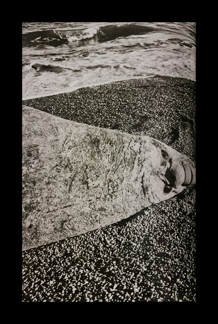 Sebastiao Salgado, Southern elephant seal, Valdes Peninsula, Argentina, 2004 (1 of 1)